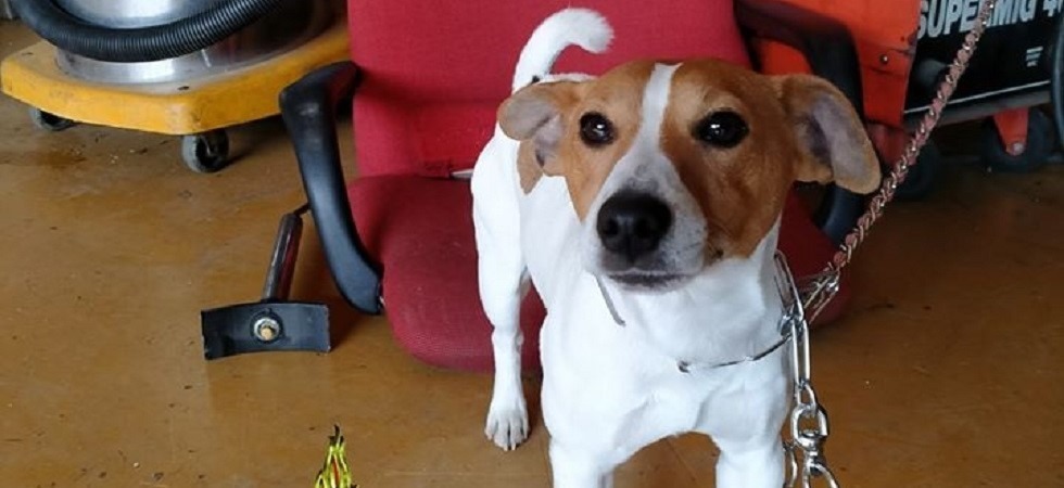 “Pippo cerca il suo proprietario, aiutateci a trovarlo”, l’appello dei vigili del fuoco per il cagnolino smarrito